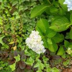 紫陽花3