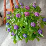 紫陽花