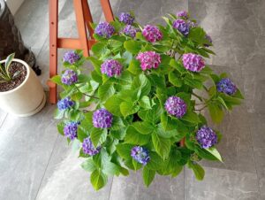 紫陽花